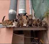 Gatinhos com mais de 4 meses para adoção responsável