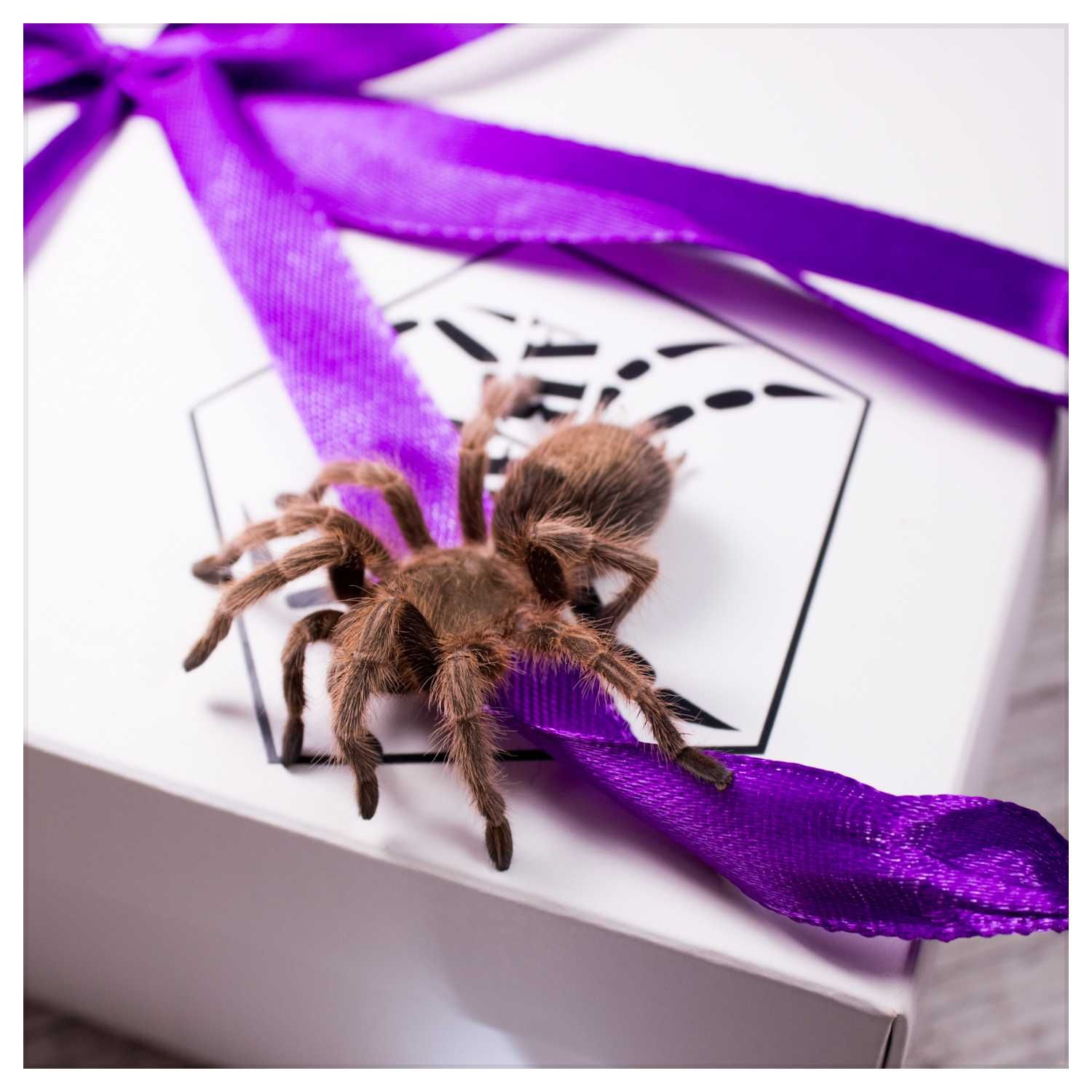 павуки птахоїди-подарункові набори,доставка поштою.паук птицеед