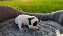Suczka FCI Parson Russell Terrier szczenię