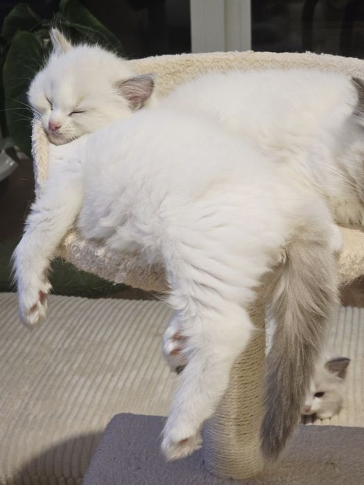 Kociak rasy ragdoll