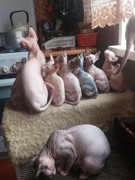 Канадские сфинксы и эльфы