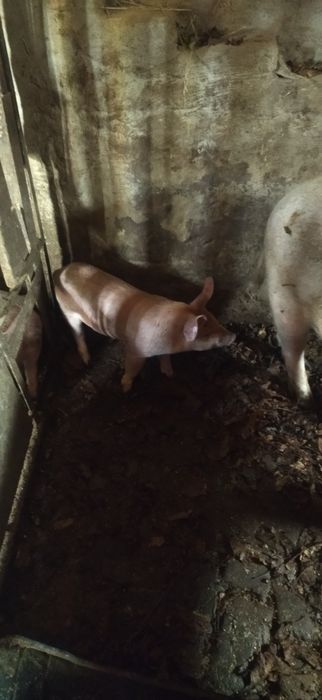 Продам поросята Петрен