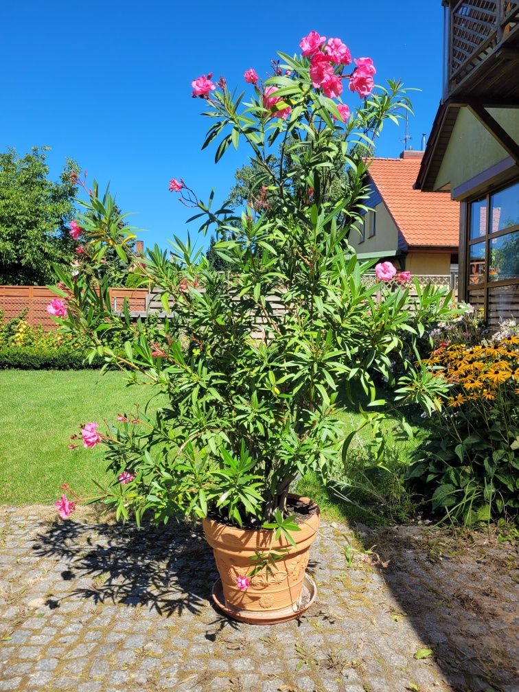 Oleander z różowymi kwiatami
