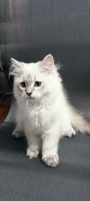 Кошеня шиншила поінт