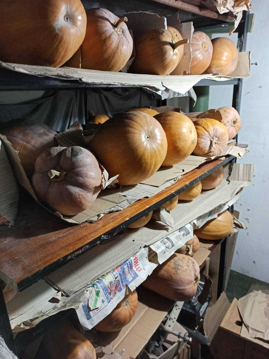 Гарбуз,тиква,кабак домашня, Продам кабак, тыква гитара,насіння,
