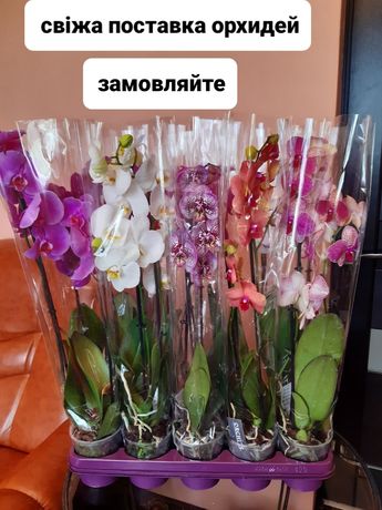 Продам орхидеii согоднiшння поставка