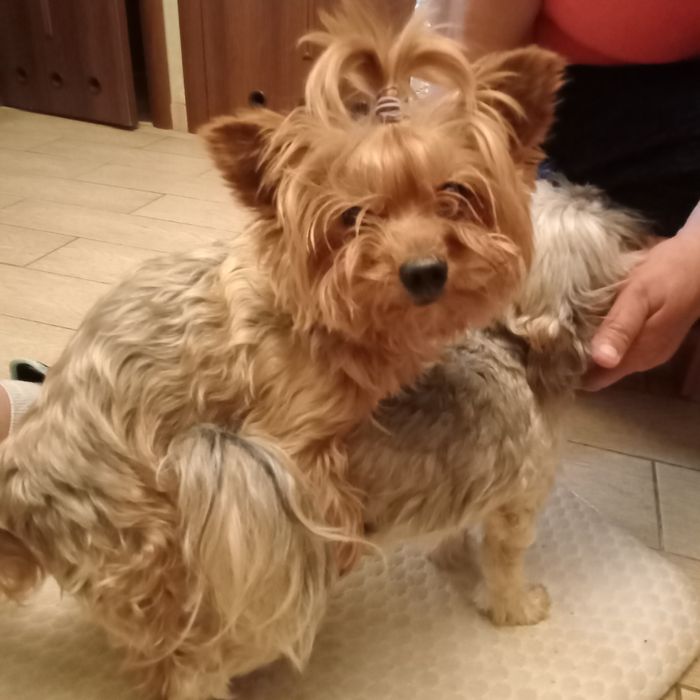 В'язка міні Йорка.