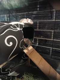 Крысы Дамбо с новым Домом,  Клеткойй
