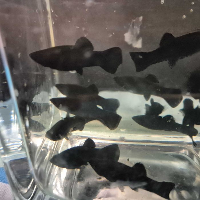 Żółta odchowana i czarna Molinezja.