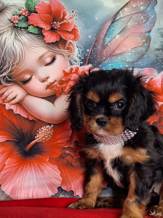 Cavalier King Charles Spaniel suczka z paszportem i rodowodem