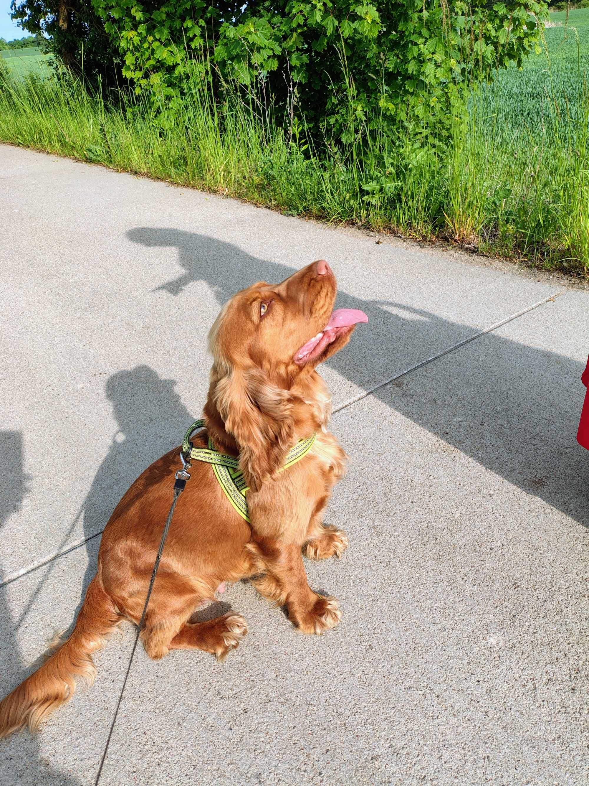 Cocker Spaniel Angielski Roan Orange piesek
