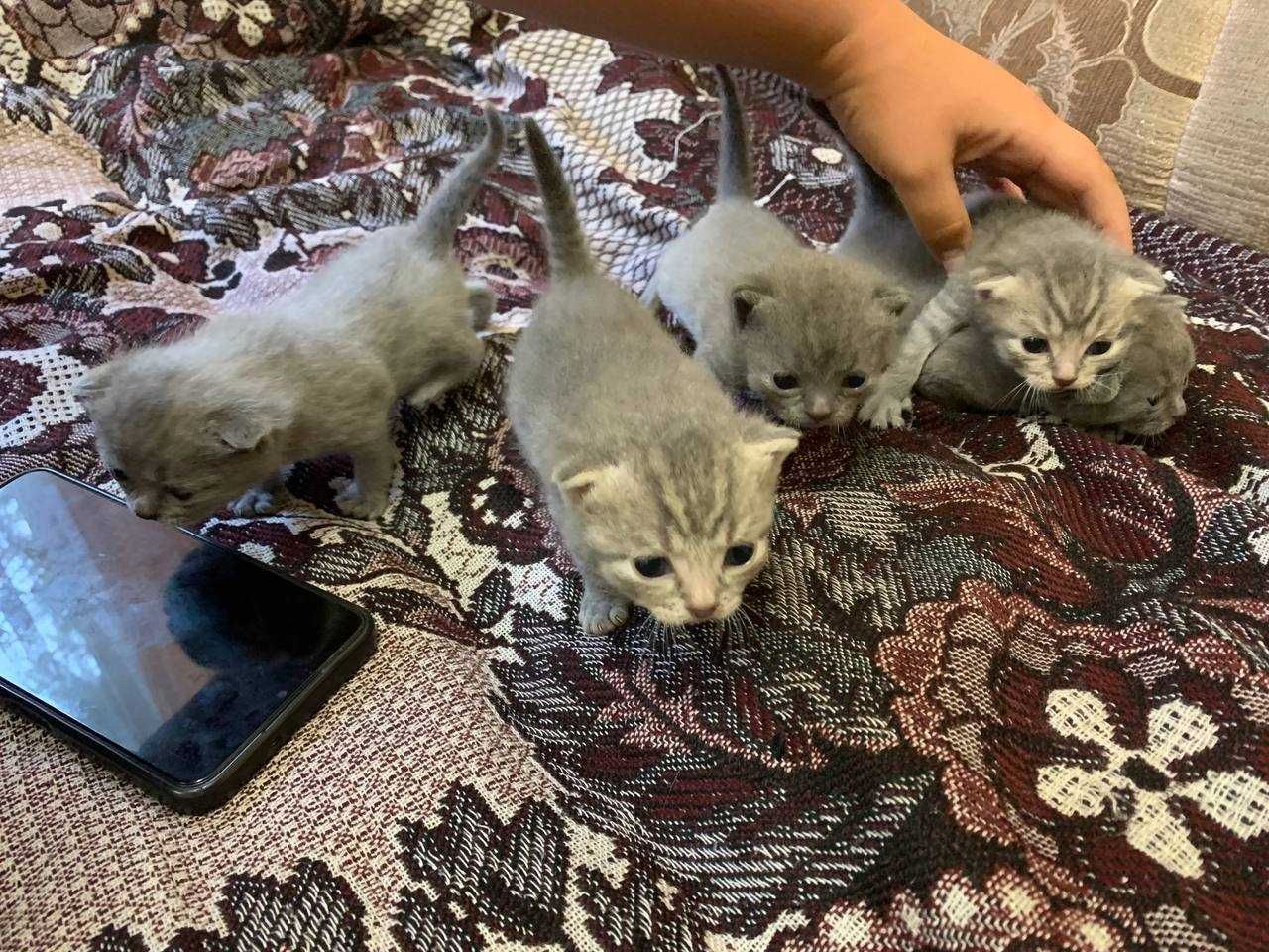 Шотландські кошенята