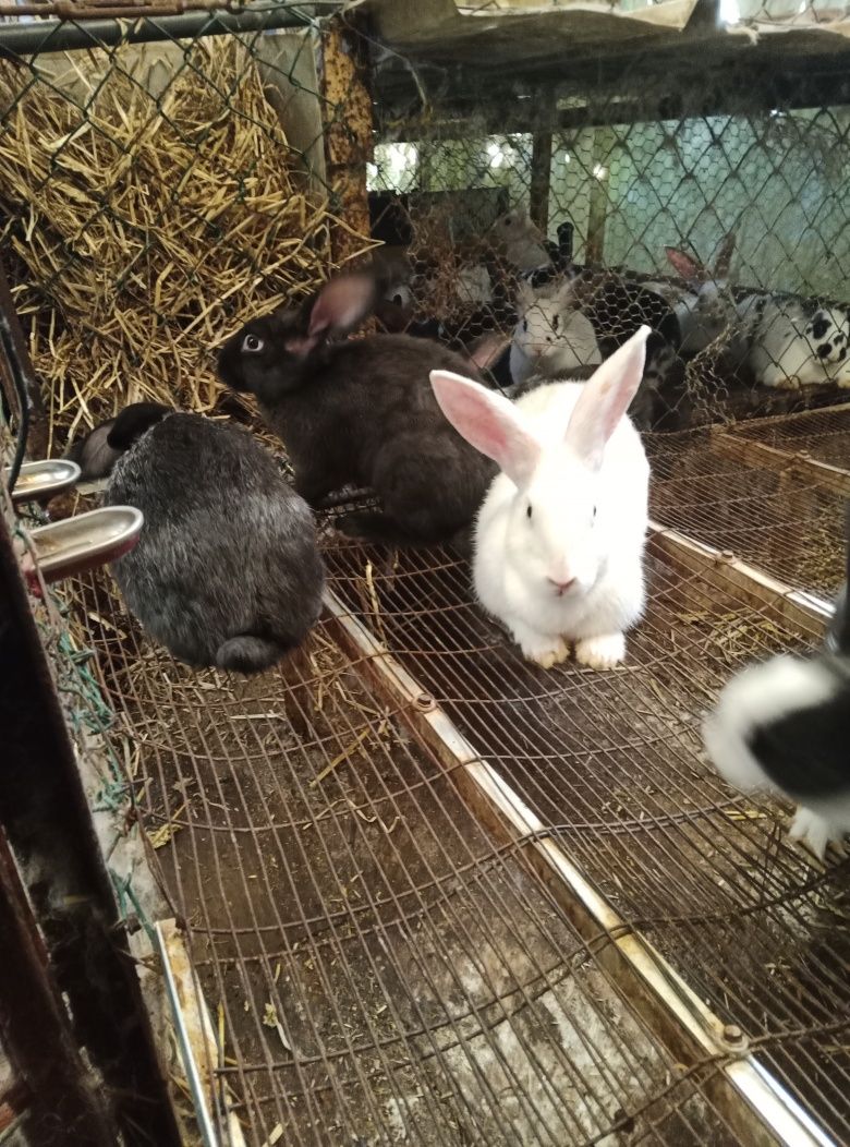 Vendo coelhos e galinhas