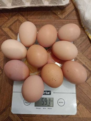 мясо- яичное инкубационное яйцо  свежее домашнее