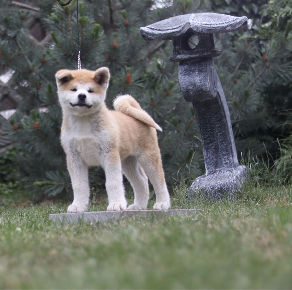 Akita Inu FCI/ZKwP