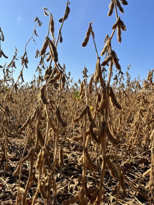 Високоврожайний сорт сої Drem. Перша репродукція