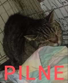 Pilne! Puszek wraca z adopcji