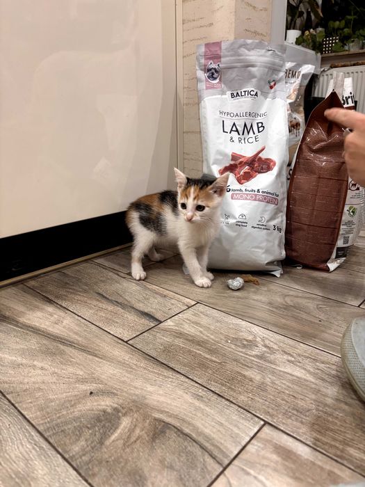 Małe kocięta szukają domów!