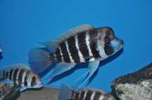 Cyphotilapia frontosa Kigoma F1.