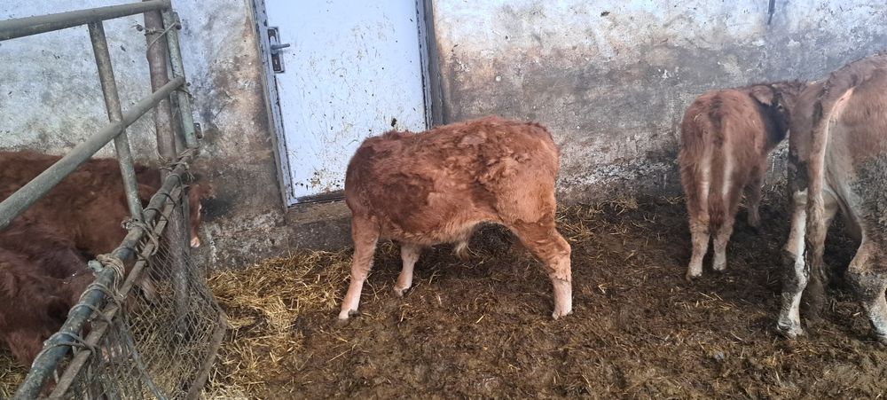 Byczki odsadki limousine