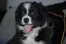 Piesek Border Collie czarno-biały chłopak