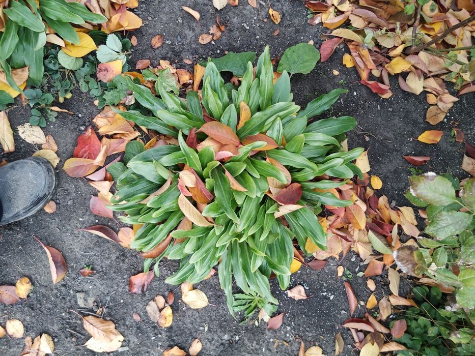 Продам кусты-луковицы лечебной лилии.хризонтемы низкорослые и высокие