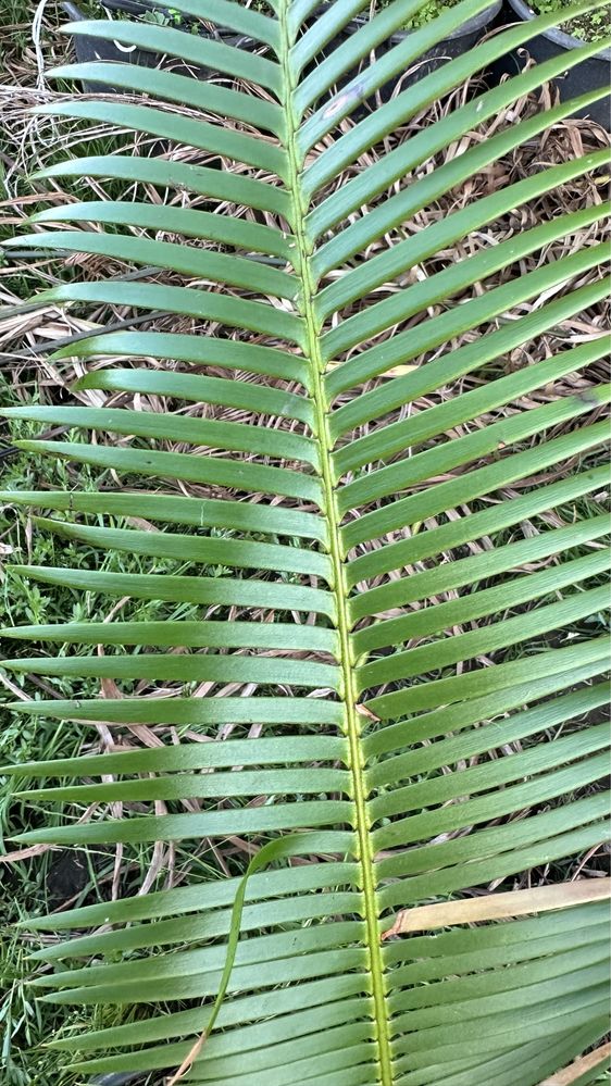 Cyca Dioon Edule Cica
