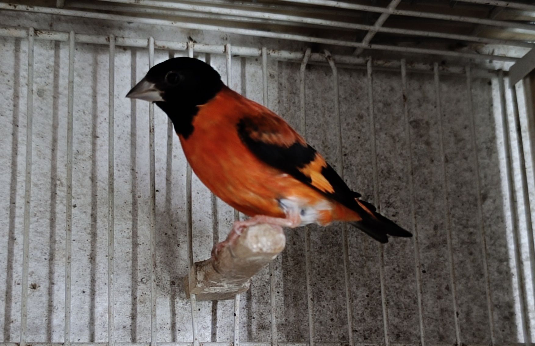 Cardinalitos Mutação