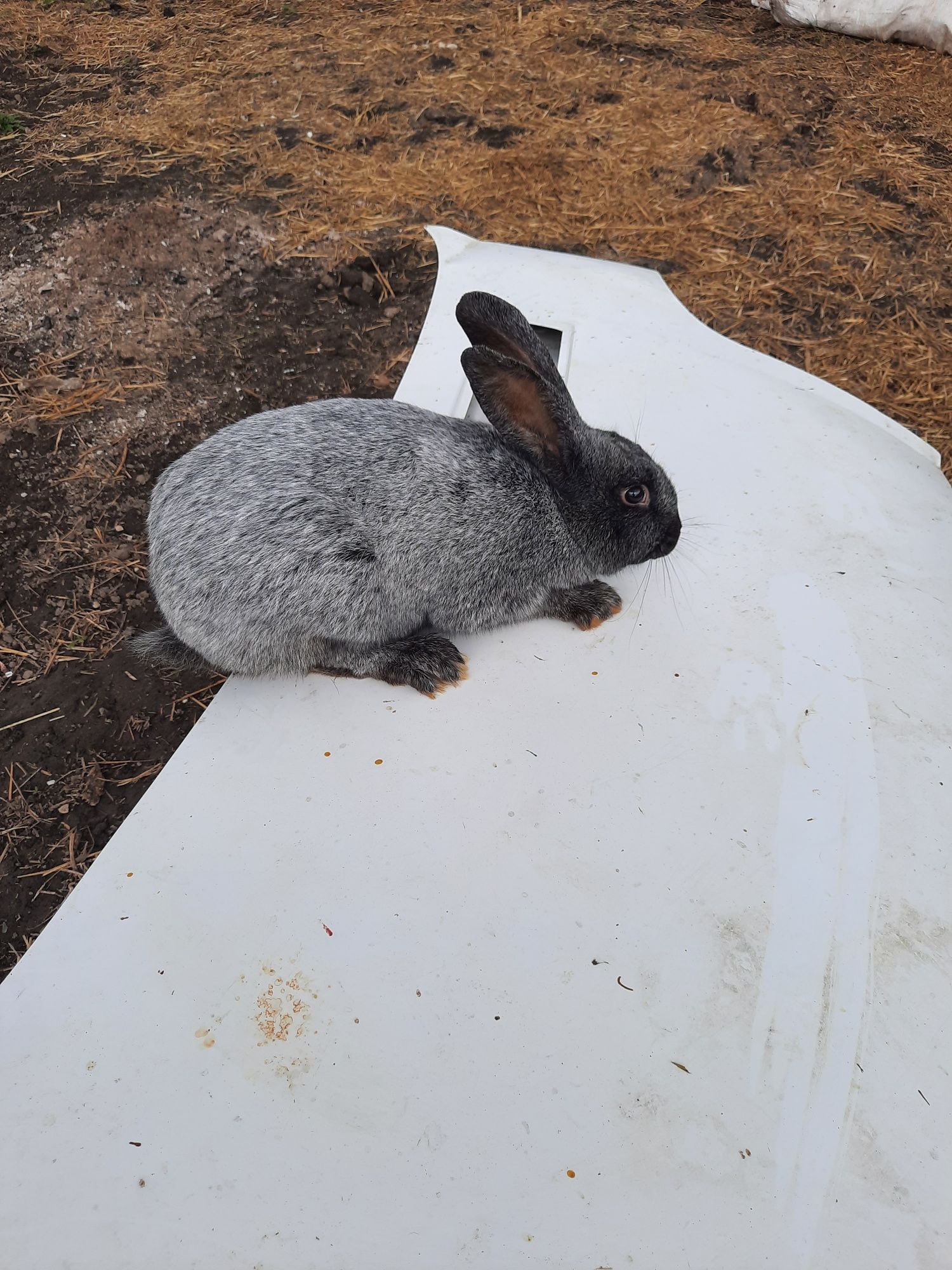 Продам кролі полтавське срібло.