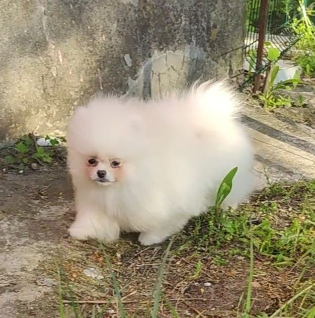 Білий промінчик щастя. Міні дівчинка шпіца