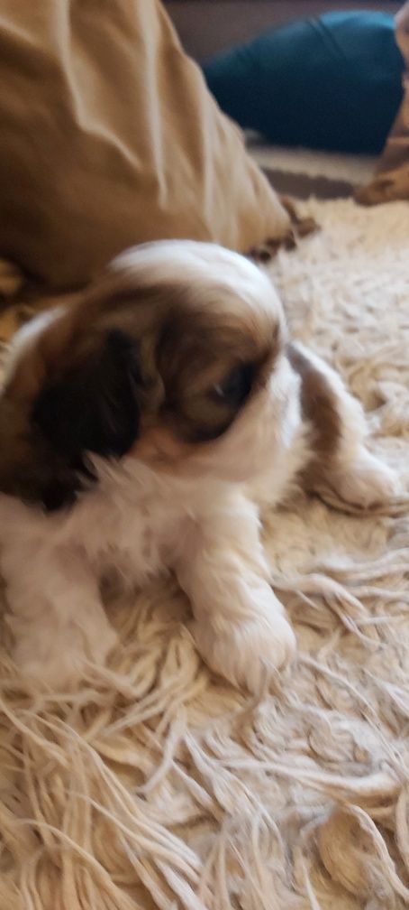 Shih Tzu suczka rodowodowa