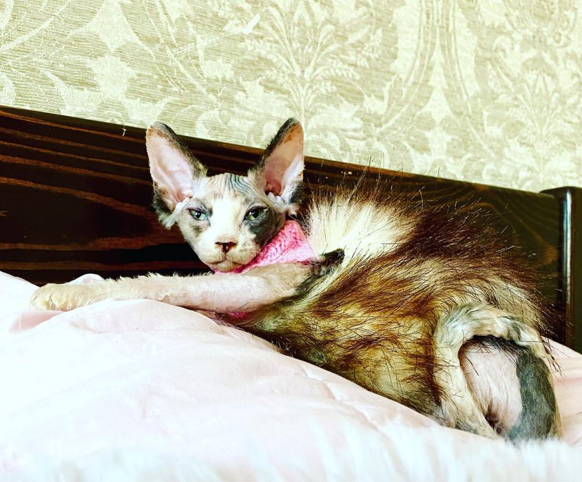 Котята сфинксята Киев