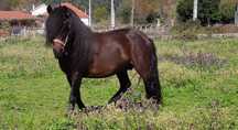 Cavalo Raça Garrano