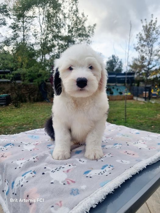 Owczarek staroangielski Bobtail Piesek 2 - aktualizacja danych