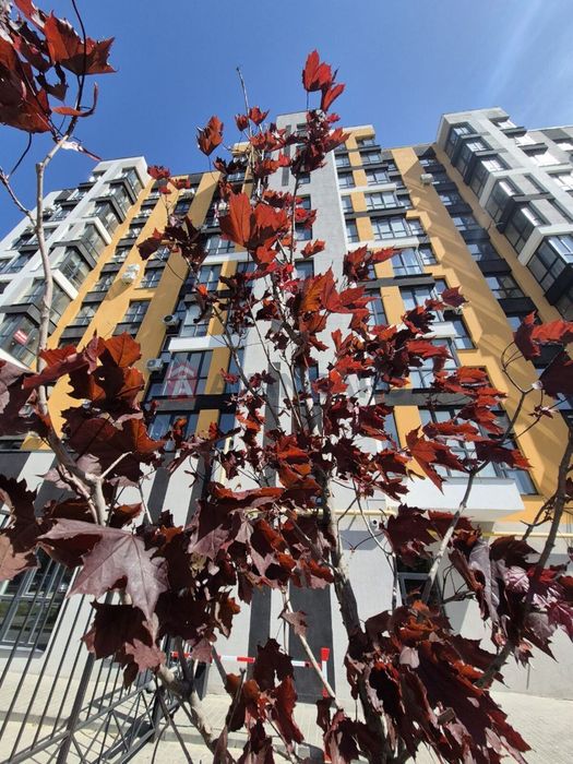 Продаж квартири в центрі. ЖК Рідний Дім. Є-відновлення