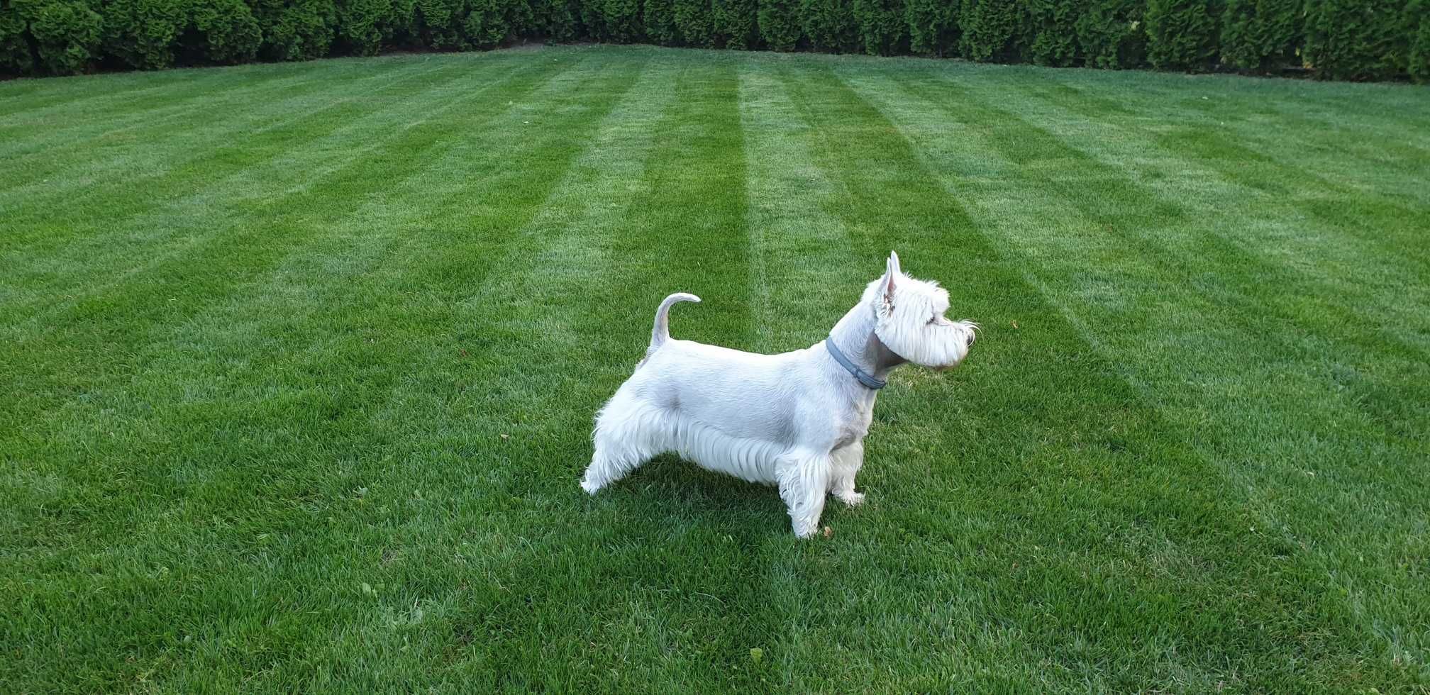 West Highland White Terrier (Westie) - reproduktor, krycie