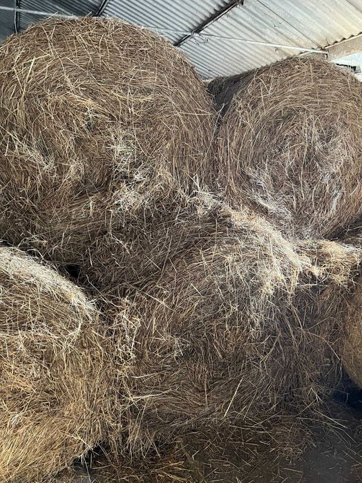 SPRZEDAM sianokiszonkę z lucerny, siano i słomę