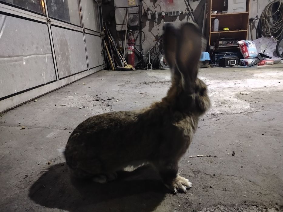 Samiec olbrzym belgijski