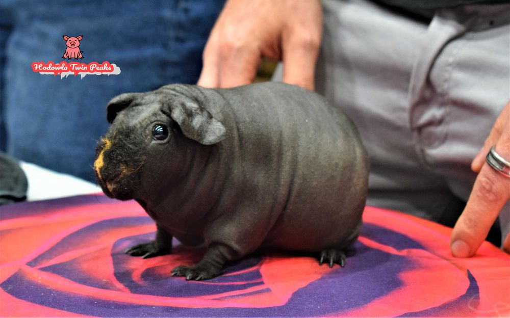 Świnka morska, świnki morskie,  świnki SKINNY - łyse. Rodowód. Hodowla