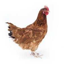 Kury Nioski ! Rossa Messa Sendi Sussex Lohman ! ZAPRASZAM ! TRANSPORT