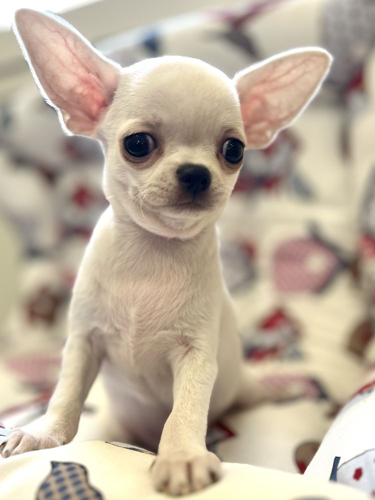 Chihuahua Macho Pequenino