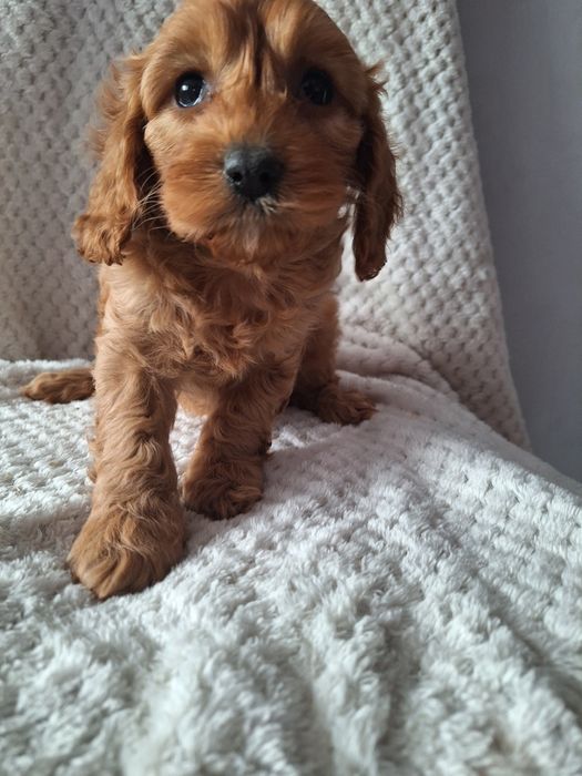 Cavapoo-pudel/cavalier