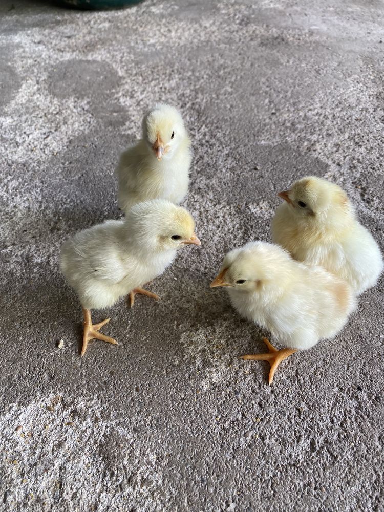 Pintainhos de várias raças: Leghorn tricolor, cream legbar, azur.