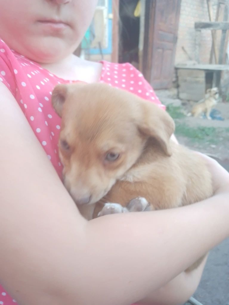 Цуценята  шукають дім