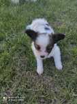 Papillon spaniel kontynentalny