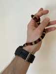 Wąż Lampropeltis Campbelli/ Lancetogłów Campbella