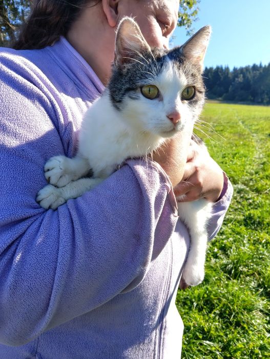 Odam kotkę wysterylizowaną