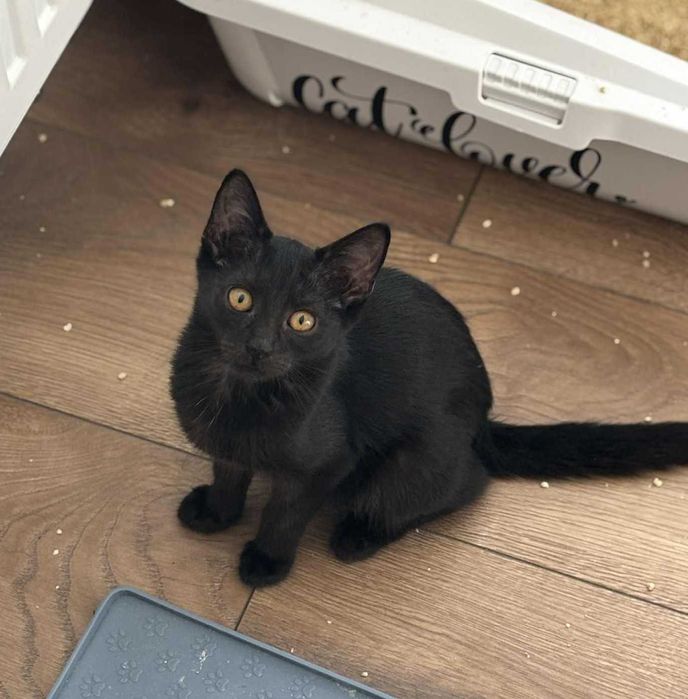 Kala szuka domu! Fundacja "Stawiamy na Łapy"