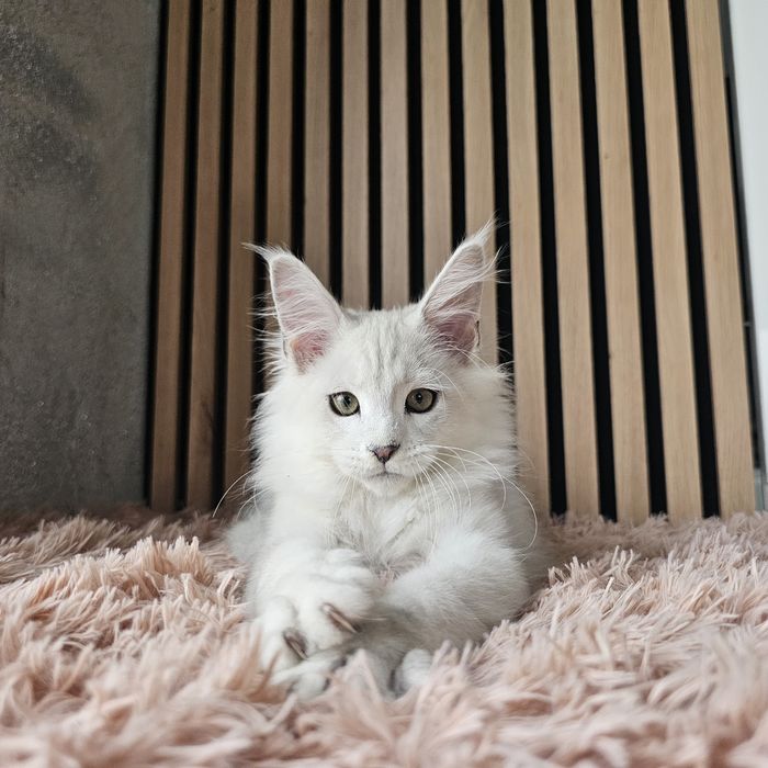 Kocurek shaded Maine coon rodowód fpl do hodowli hodowlany