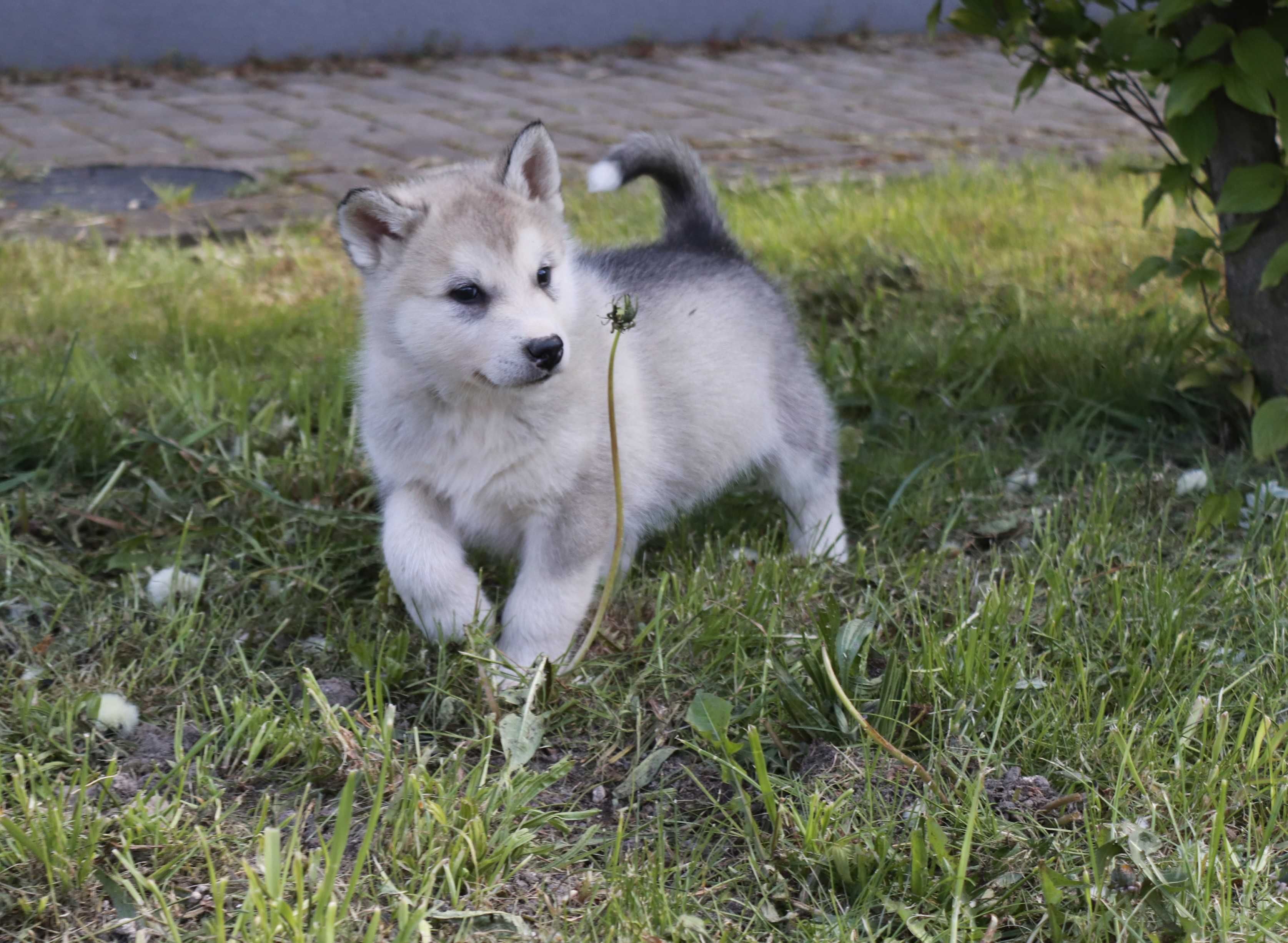 Alaskan Malamute Piesek Morton